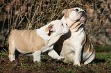 BULLDOG ANGLAIS 068